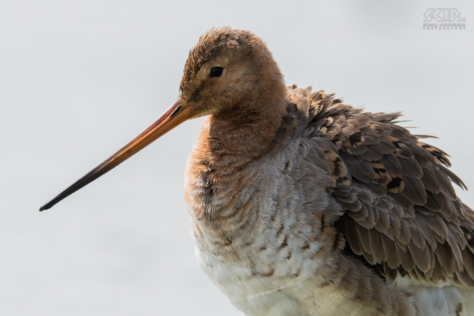 Black-tailed godwits The Black-tailed godwit (Limosa limosa) is a beautiful wader and a meadow bird par excellence. They hibernate in Africa, but they return to the Low Lands early in the spring. During the breeding season the godwit shows spectacular court flights. I was able to photograph them courting and mating in Friesland in the Netherlands.<br />
<br />
Half of all the Black-tailed godwits in Europe breed in the Netherlands. However, the population is under heavy pressure and, unfortunately, they are being pushed back to meadow bird reserves. This species is classified as Near Threatened on the IUCN Red List. Black-tailed godwits make an inconspicuous grass nest in meadowlands and lay an average of 3 to 4 eggs. They eat earthworms, insects and insect larvae. Stefan Cruysberghs